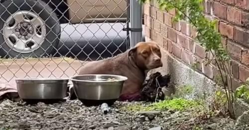 Rescuer Found A Pup Living In A Small Alley And Decided To Give Her A New Chance!!!