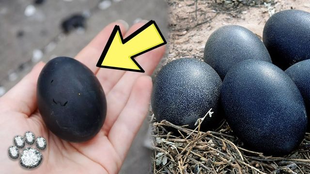 HT1. A farmer found black eggs and when THIS hatched he was seriously scared!